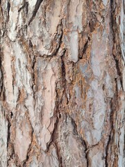 the texture of pine bark in the rays of the winter sun. background
