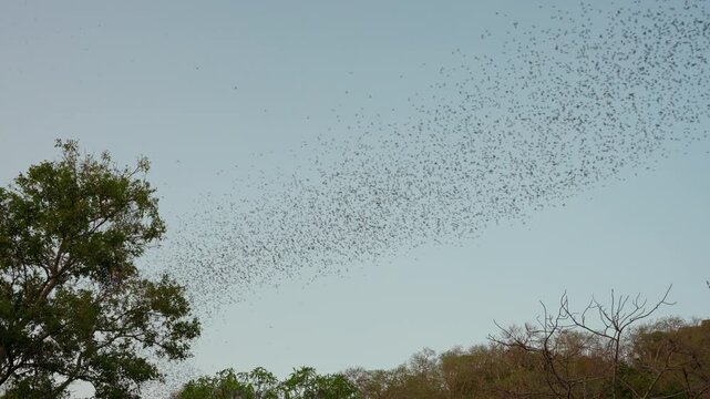 Flock of bats flying from cave in the evening