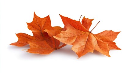 Fototapeta premium Maple autumn leaves falling to the ground on white background