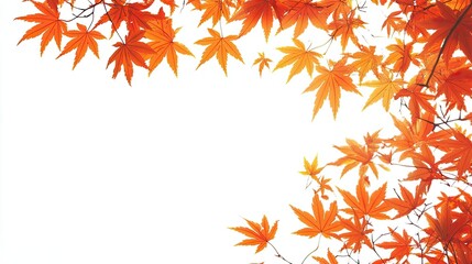Maple leaves composition isolated on white background