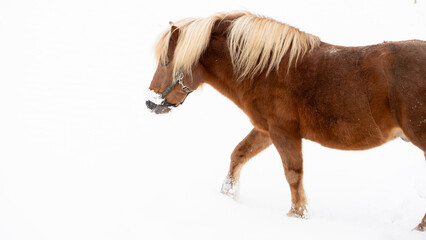 shetland pony walking in the snow - close up 