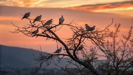 Turtledoves roosting on the twigs of an almond tree at sunset, nature, wildlife, clouds, sky