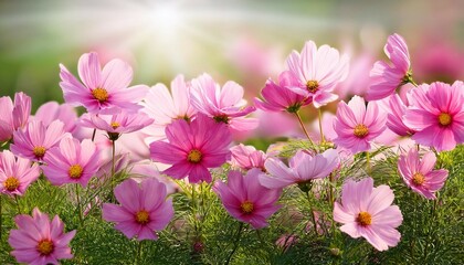 Fototapeta premium cosmos fresh pink flowers and leaves in summer garden