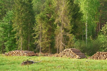 Stacked Logs in Sunny Countryside Field