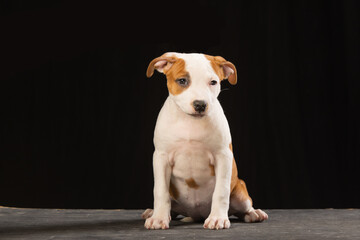 American Staffordshire Terrier puppy on a black background