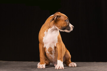 American Staffordshire Terrier puppy on a black background
