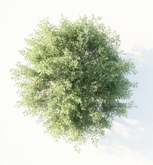 Obraz premium Overhead view of a full green tree, isolated on white background