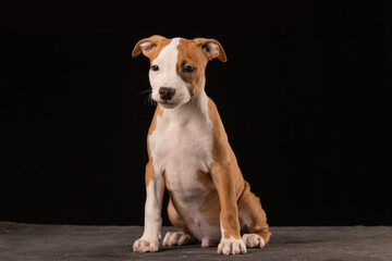 American Staffordshire Terrier puppy on a black background