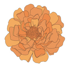 Orange Marigold Flower Isolated on Transparent Background – Vibrant Floral Botanical Element

