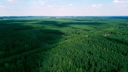 Aerial View of Growing Pine Trees