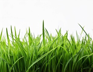 background with grass isolated on white background