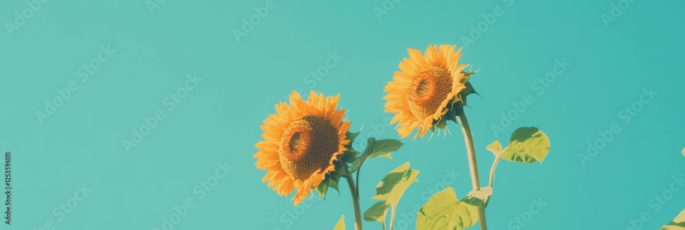 Poster two sunflower heads displaying different bloom stages against a bright teal background