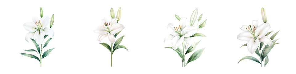 Fototapeta premium Minimalistic White Lily Design in a Fresh and Elegant Style