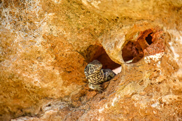 Eine gescheckte Eidechse mit einem geringelten Schwanz auf Kuba.