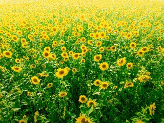 Fototapeta premium Ripening sunflowers in a field during peak oil harvest season