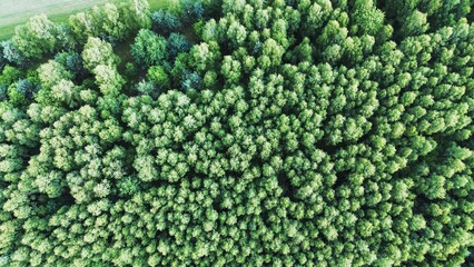 Aerial shot of dense tree canopy