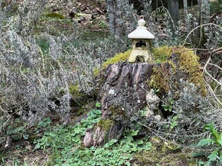 mushrooms on a tree with buda shrine