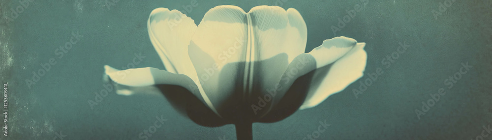 Poster blooming tulip with smooth petals and grunge halftone texture in serene background