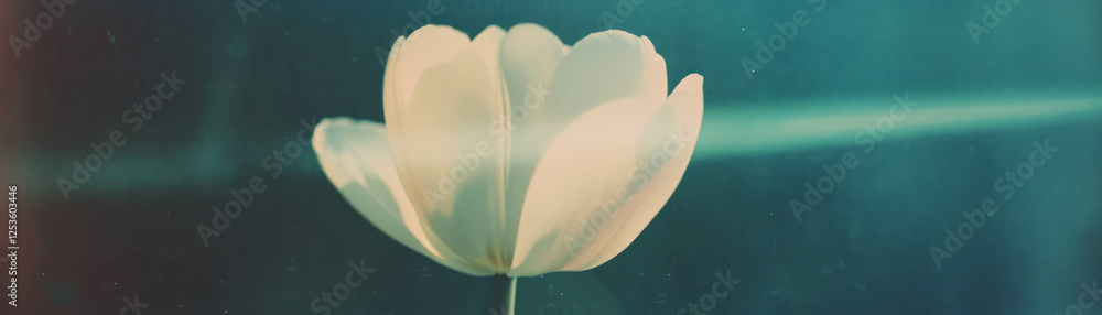 Poster blooming tulip with halftone texture and grunge background in soft colors