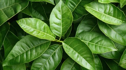 Lush green leaves, vibrant foliage background, nature texture, botanical design