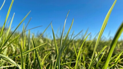 Obraz premium Lush green grass field, sunny day, blue sky background; nature, environment