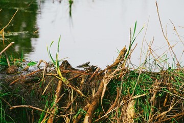 Close-up of a beaver dam in a grassy area