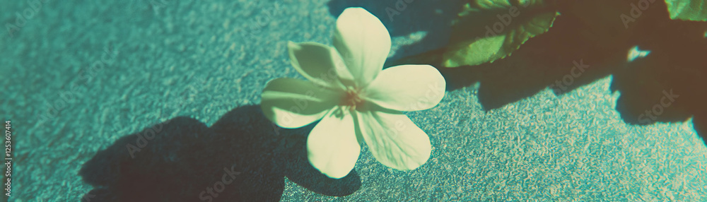 Poster delicate flower casting shadows on textured grunge surface with halftone effect