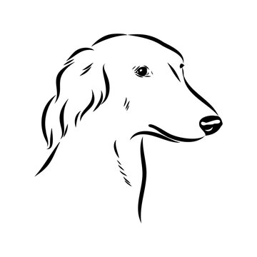 recommend clip art: Taz Greyhound dog - isolated vector illustration