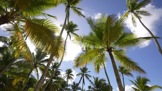 Bounty coconut palms sway on a sunny Dominican beach. Nature video. Scene of landscape view of the beach sea on a summer day. Palm trees on the seashore. Summer vacation.