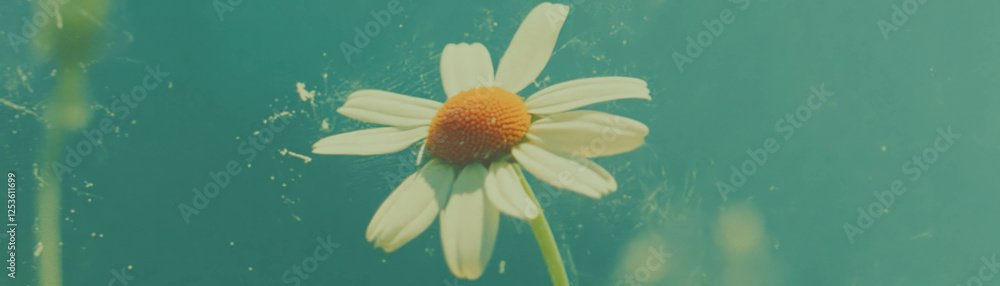 Poster halftone texture of a daisy with simple petals and a bright center on a grunge background