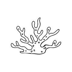 Irish sea moss hand drawing