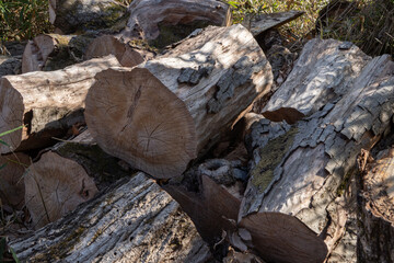 放置された丸太