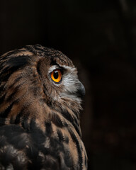 portrait of an owl