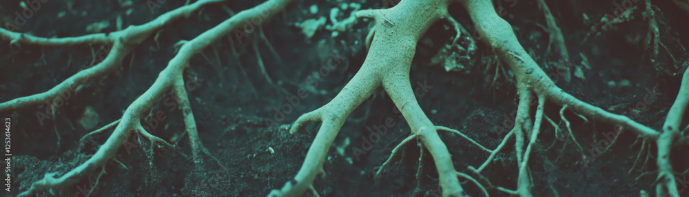 Poster Intricate tree roots exposed above ground displaying unique halftone texture and grunge background