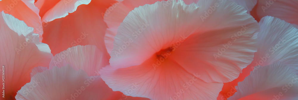 Poster Charming dianthus petals create a vibrant display of color in a natural setting