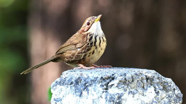 Puff-throated babbler