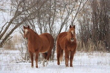 Winter and Spring Scenery in the hills at the Qu'Appelle River, Fairy Hill, Saskatchewan