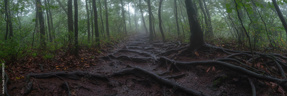 Poster eerie forest path winding through fog and twisted roots inviting exploration