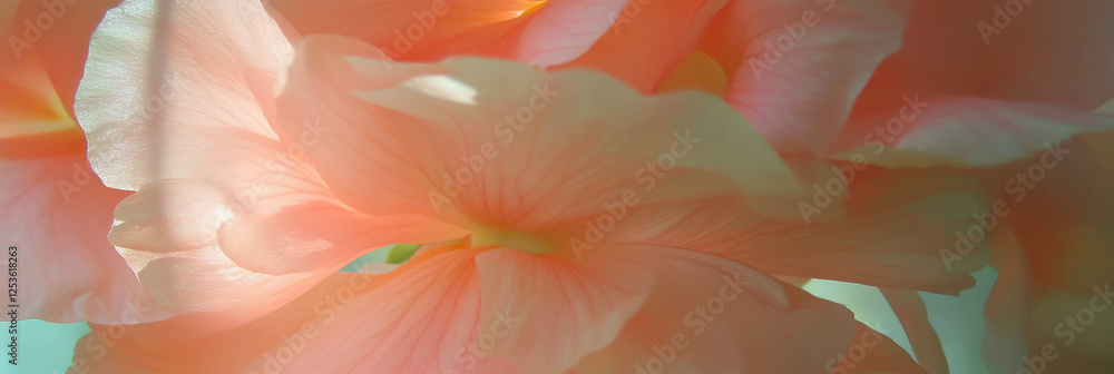 Poster elegant begonia petals in soft sunlight highlighting delicate textures and colors