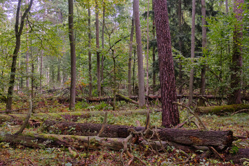 Obraz premium Deciduous stand with hornbeams and old pine trees