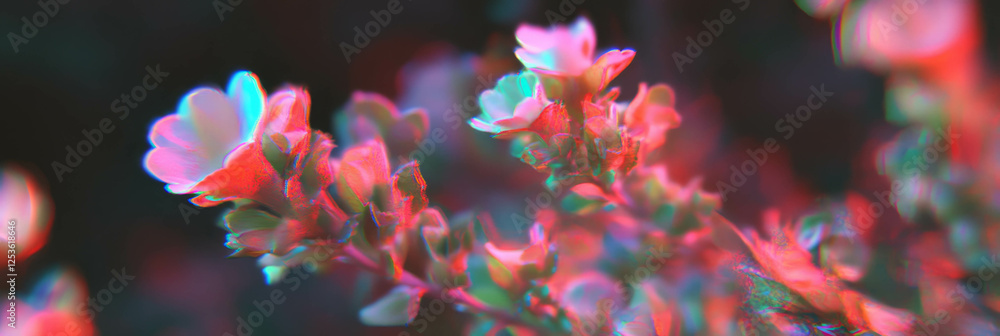Poster fragile penta blossoms bloom vibrantly under soft evening light in a natural setting