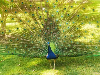 peacock with feathers out