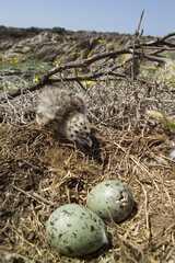 herring gull (Larus cachinnans) nesting.  Yellow-legged Gull - Larus michahellis .Isola Piana. Stintino, Sardinia. Italy