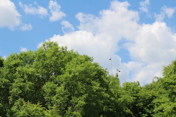 trees and sky