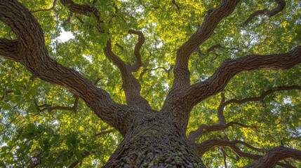 Obraz premium Majestic Oak Tree Canopy: A Low Angle View of Nature's Grandeur