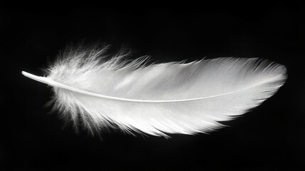 Obraz premium A white feather is shown on a black background. The feather is long and thin, with a pointed tip. Concept of delicacy and fragility, as feathers are often associated with lightness and grace