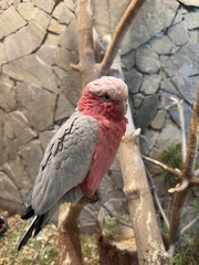 scarlet macaw parrot