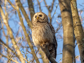 A Barred Owl perched in woodland and looking into early morning sunshine