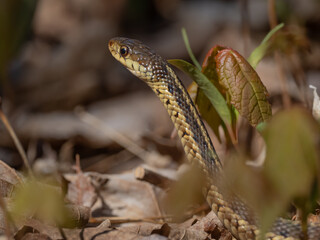 A close up of an Eastern Garter Snake, with head raised, on the ground amongst leaf litter