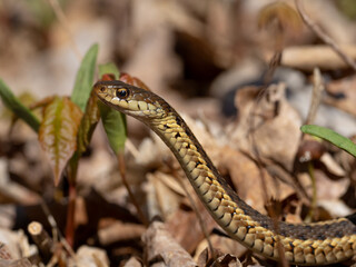 A close up of a Garter Snake, with head raised, on the ground amongst leaf litter